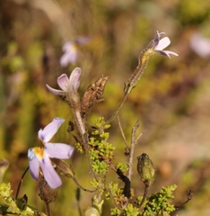 Jamesbrittenia microphylla