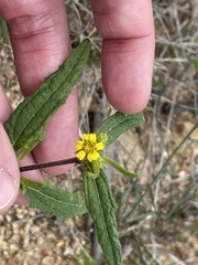 Sigesbeckia australiensis