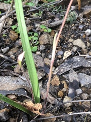 Caladenia alpina