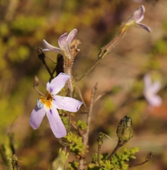 Jamesbrittenia microphylla