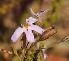 Jamesbrittenia microphylla