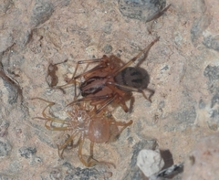 Scytodes velutina