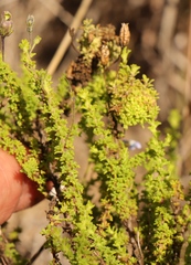 Jamesbrittenia microphylla