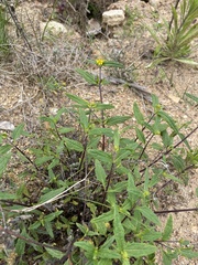 Sigesbeckia australiensis