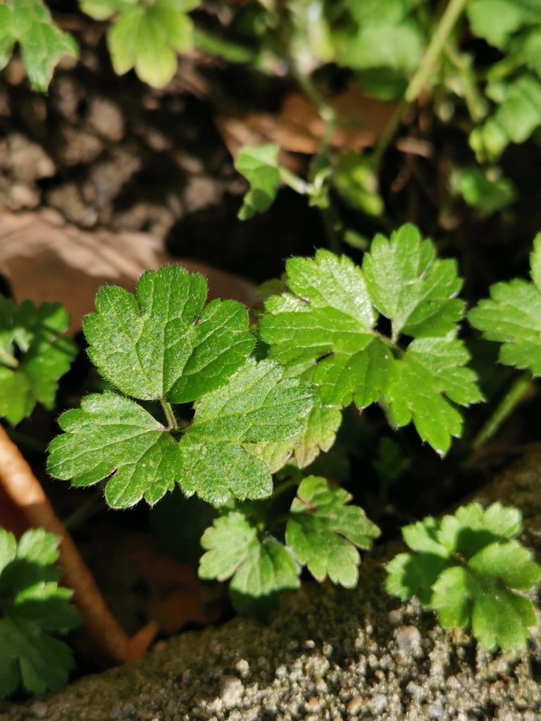 Creeping buttercup from Güntzelkiez, Berlin, Germany on November 05
