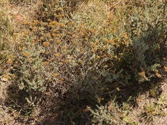 Helichrysum anomalum