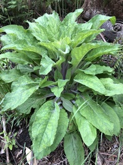 Digitalis purpurea
