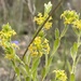 Pimelea curviflora - Photo (c) Hauke Koch, μερικά δικαιώματα διατηρούνται (CC BY-NC), uploaded by Hauke Koch