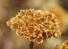 Helichrysum anomalum