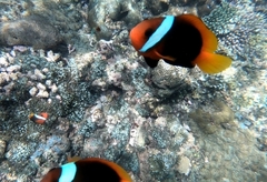 Amphiprion melanopus
