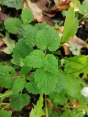 Lamium purpureum