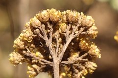 Helichrysum anomalum