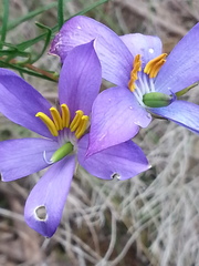 Cheiranthera alternifolia