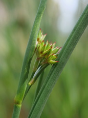 Juncus holoschoenus
