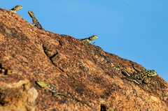 Agama planiceps