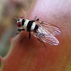 Anthomyia medialis