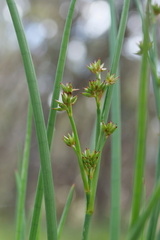 Juncus holoschoenus