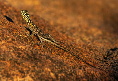 Agama planiceps