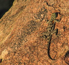 Agama planiceps