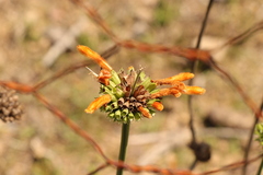Leonotis ocymifolia
