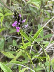 Cullen microcephalum