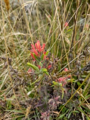 Castilleja nubigena