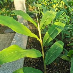 Hedychium flavum