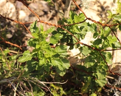 Leonotis ocymifolia