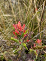 Castilleja nubigena