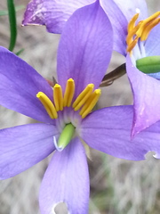 Cheiranthera alternifolia