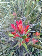 Castilleja nubigena