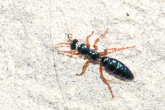 Diamma bicolor