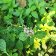 Mentha canadensis
