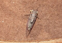 Atrapsalta corticina