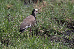 Vanellus crassirostris