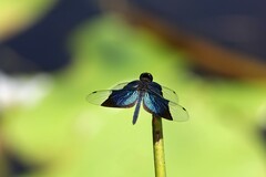 Rhyothemis resplendens
