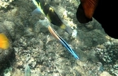 Labroides dimidiatus