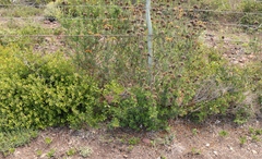 Leonotis ocymifolia