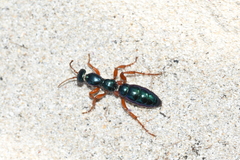 Diamma bicolor