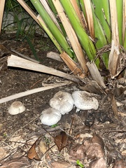 Amanita farinacea
