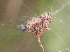 Philoponella congregabilis