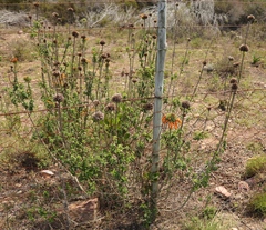 Leonotis ocymifolia