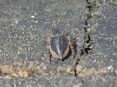 Maratus