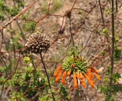 Leonotis ocymifolia