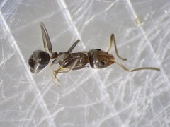 Iridomyrmex anceps