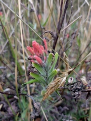 Castilleja nubigena