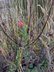 Castilleja nubigena