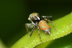 Maratus pavonis