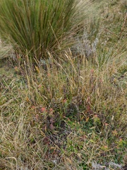 Castilleja nubigena