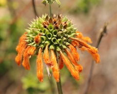 Leonotis ocymifolia